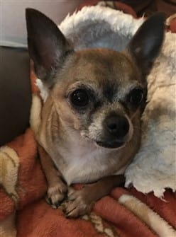 chihuahua-with-healthy-coat